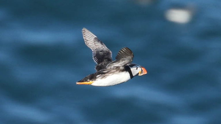 Puffin flying low across the sea.